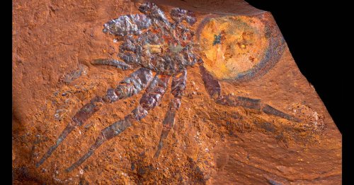 Australie : Un site avec des fossiles exceptionnels a été caché pendant 4 ans pour éviter les pillards