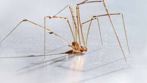 Pourquoi les faucheux ne font pas partie des araignées ?