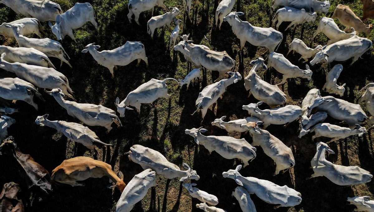 Mercosur : à quoi servent les clauses de sauvegarde ?