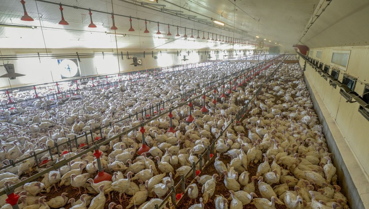 Du « Rafu dans la campagne » contre les fermes-usines