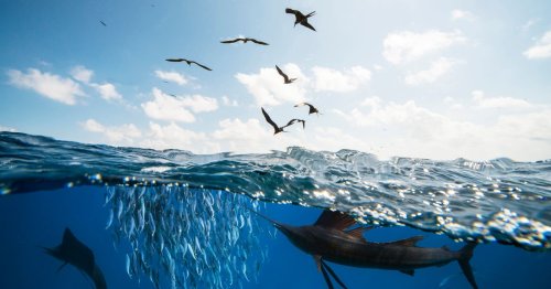 Sardine en boîte, sardine en mer