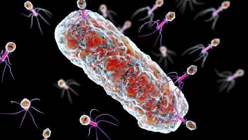 Bactériophages, une épopée thérapeutique