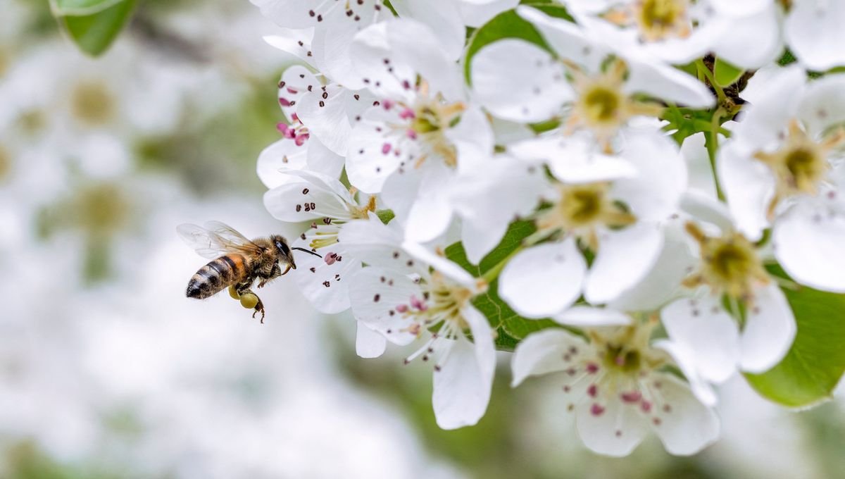 Fanny Mondet : « L’objectif est de sortir de la dépendance aux pesticides » pour sauver les abeilles