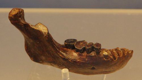 Des restes d’Homme de Denisova identifiés à Taïwan