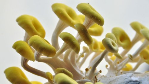 Champignons : cèpes à la maison