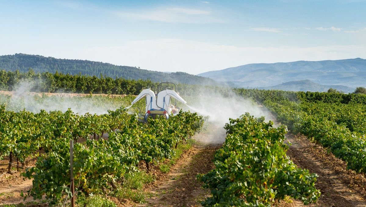 Exposition aux pesticides : les enjeux de santé publique dans les régions viticoles