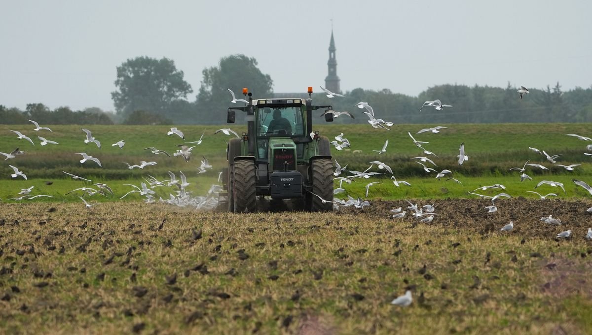 Agriculture et pesticides : qu’en disent les oiseaux ?