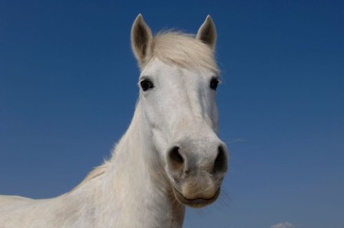 Quelle était la couleur du cheval blanc d'Henri IV ?