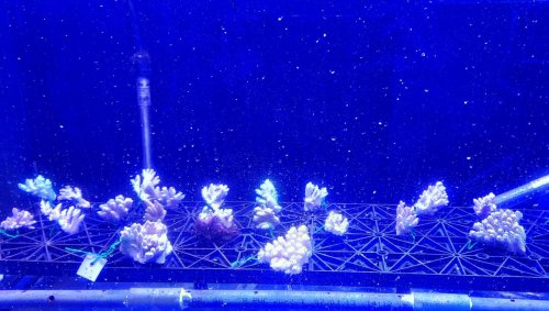 En Polynésie, une course contre la montre pour sauver le corail