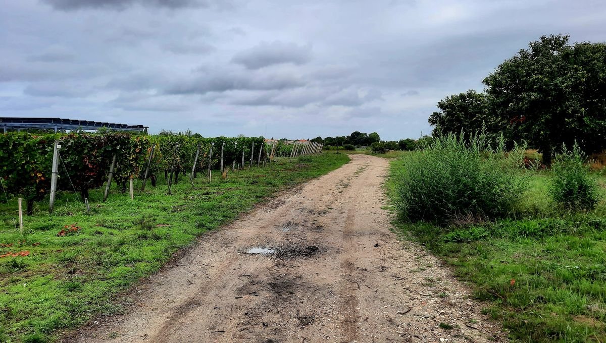 Vigne : et si elle s’adaptait toute seule au climat ?