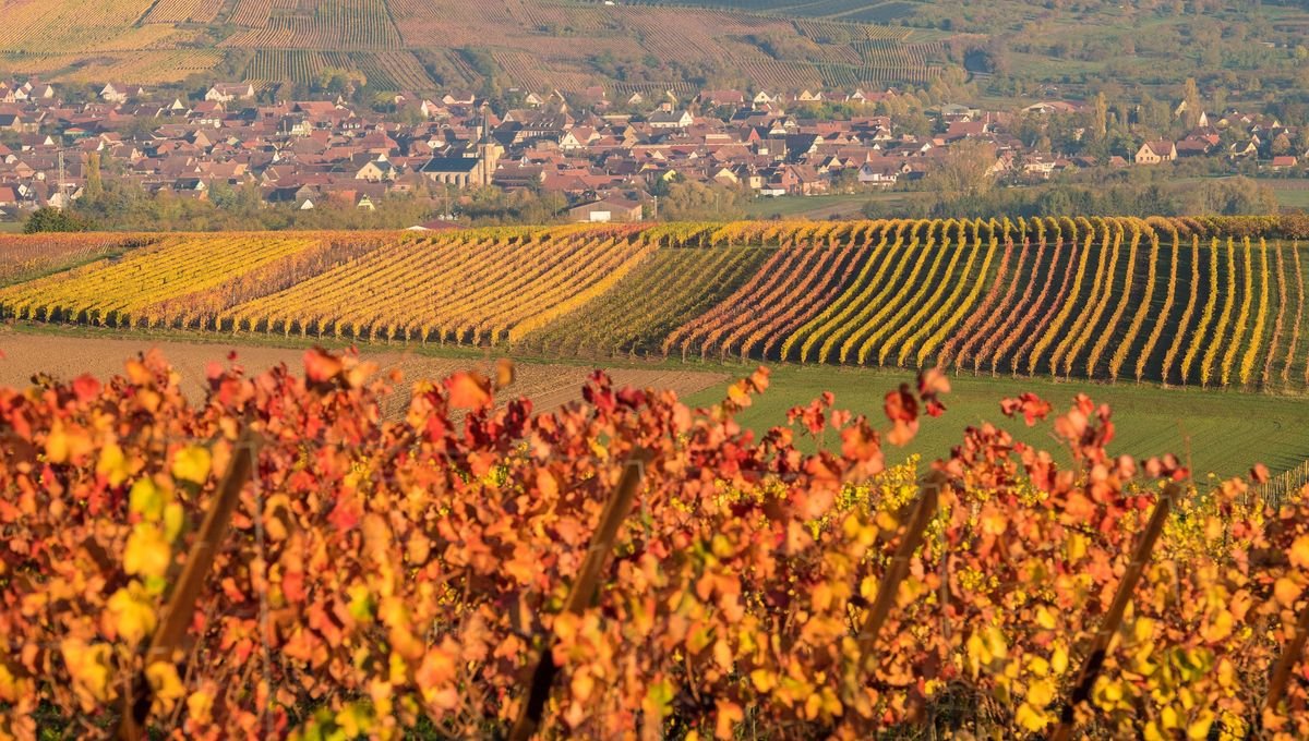 Trois associations accusent l’État de « bloquer » la publication d’un rapport sur les effets des pesticides