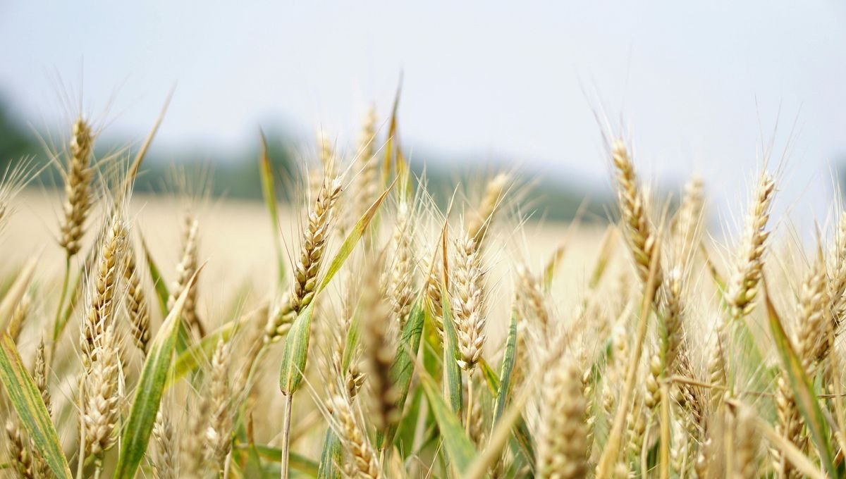 Les nouveaux agriculteurs, avec le chercheur Antoine Dain