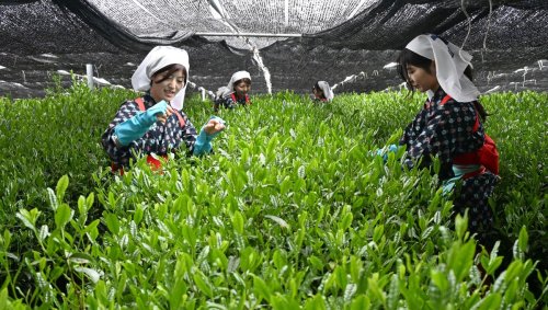 Crainte de pénurie de matcha : l'engouement pour cette poudre de thé vert interroge le modèle agricole japonais