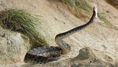 Serpents : bientôt un antivenin universel ?