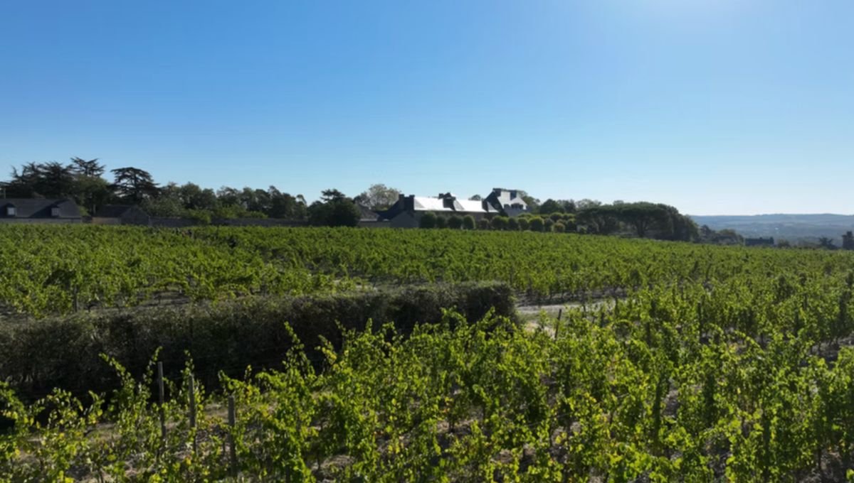 Dans les vignes des Moines