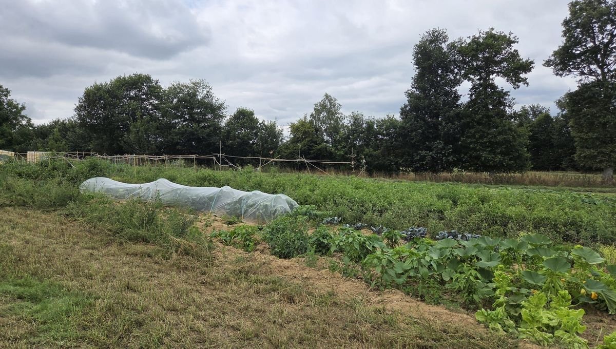 Près de Rennes, des migrants cultivent des fruits et légumes bio pour les donner aux Restos du cœur