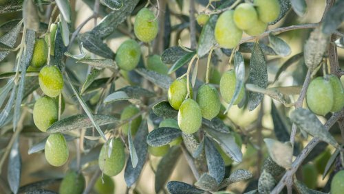 La meilleure huile d'olive du monde est en Ardèche !