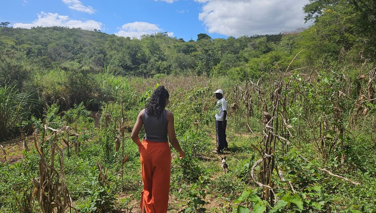 Le quilombo Macuco en quête d’autonomie alimentaire : “nous résistons ici”
