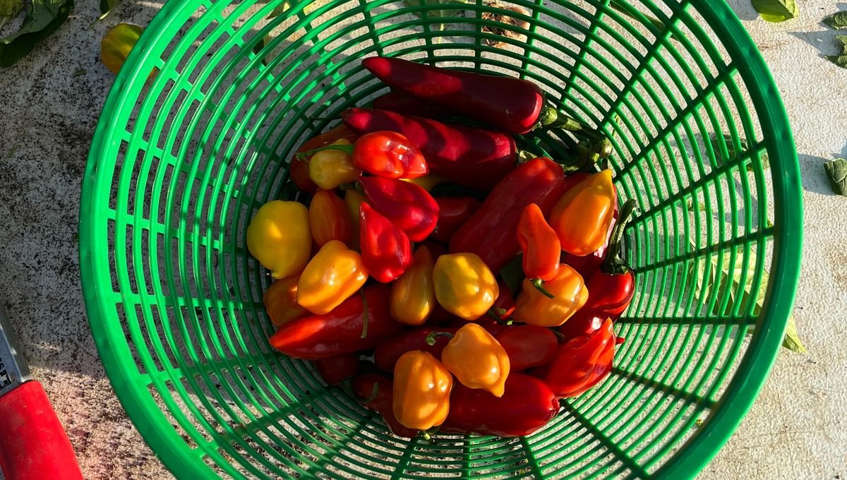 Les piments de la ferme des Trois Parcelles