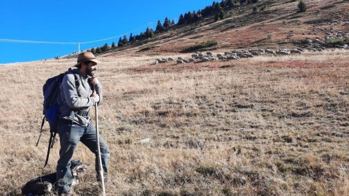 Quand un drone fait plus de dégâts dans un alpage que le loup