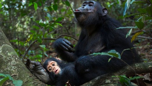 Quand les chimpanzés tapent la mesure