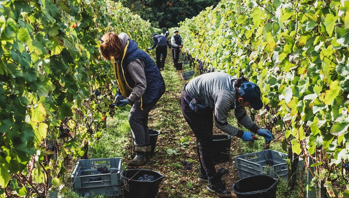 Dans la presse : un policier criminel, les vendanges et quelques bonnes nouvelles…