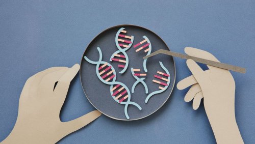 Drépanocytose : l'espoir des ciseaux moléculaires CRISPR-Cas9