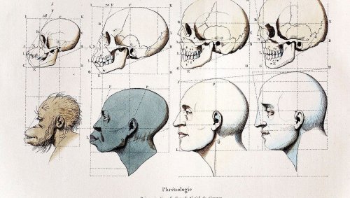 Biologie de la race : généalogie d’une idée fausse