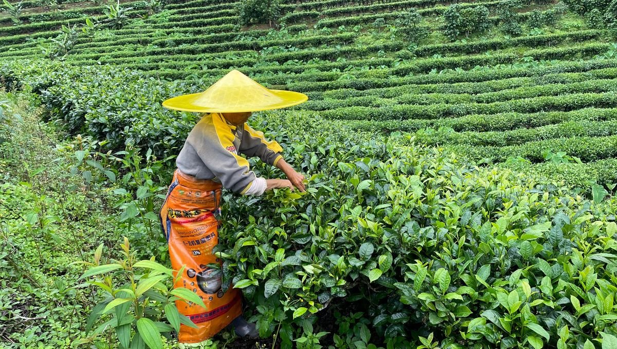 Thé ou café ? En Chine, la question se pose de plus en plus
