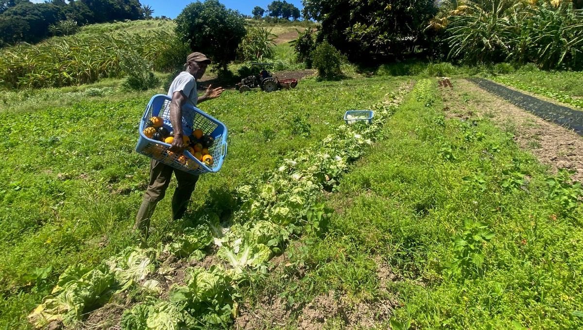 Martinique : comment produire pour se nourrir ?