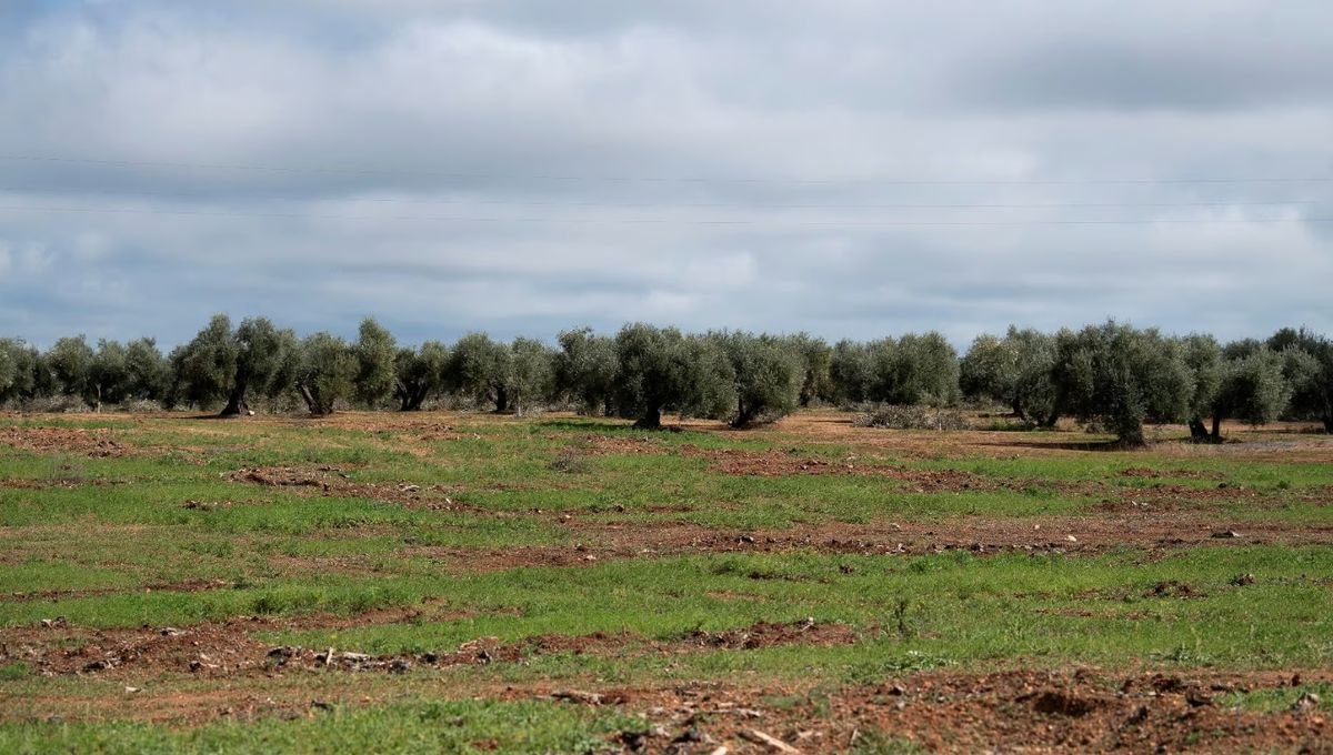 En Espagne, des oliviers rasés pour installer des panneaux solaires