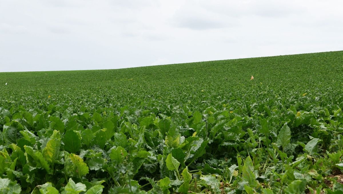 Haies, rotation des cultures, vente directe… les solutions des agriculteurs bio contre la loi Duplomb