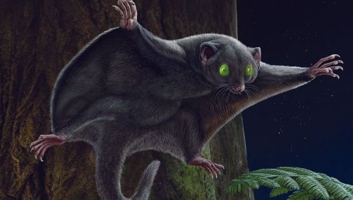 Les mammifères qui côtoyaient les dinosaures avait le pelage sombre