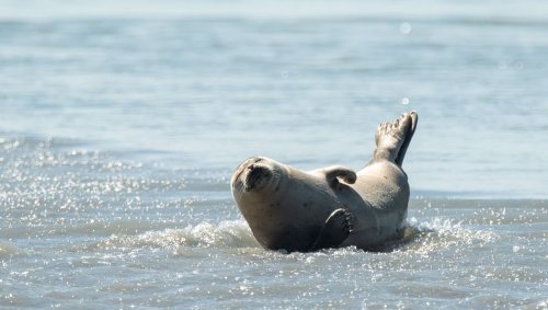 Picardie Nature cherche des bénévoles pour surveiller les phoques en baie de Somme