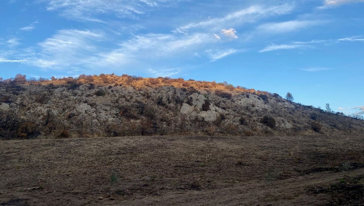 Des hectares calcinés, des exploitations détruites