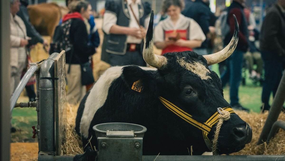 « Ça n’a rien à voir avec l’année dernière » : au Salon de l’agriculture, clap de fin d’une édition plus apaisée