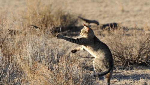 Comment le chat domestique est-il arrivé en Europe depuis son origine proche-orientale ?