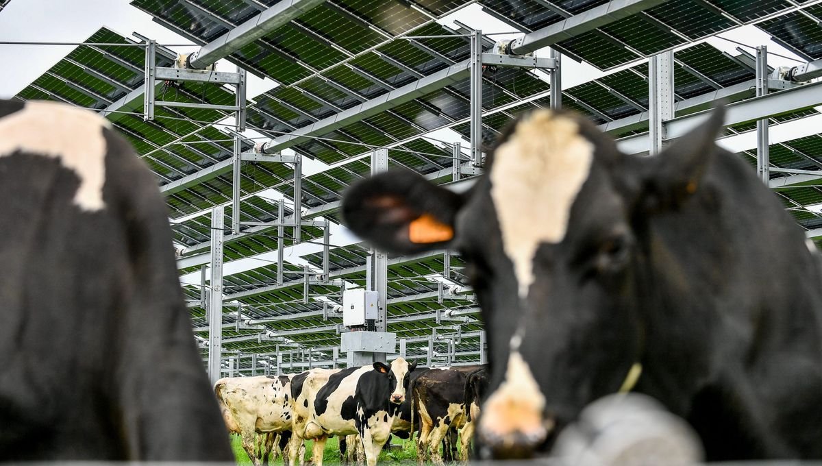 L’agrivoltaïsme : nouvel eldorado des producteurs d’électricité, miroir aux alouettes pour les agriculteurs