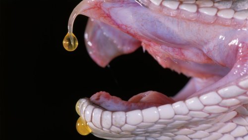 Serpents : un antivenin prometteur né d’une pratique discutable