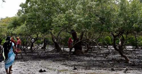Kenya : les mangroves pourraient se régénérer grâce aux communautés locales