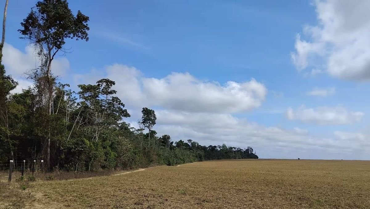 COP 30 : déforestation en Amazonie, le lien insoupçonné avec notre alimentation