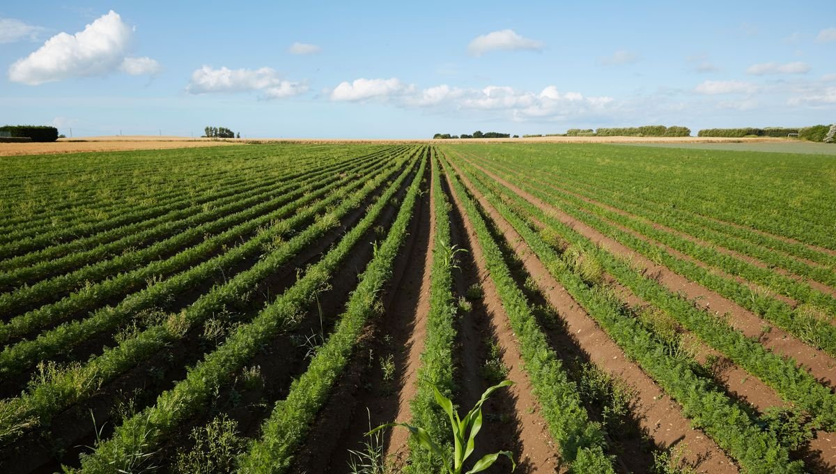 Agriculture biologique : une reprise fragile