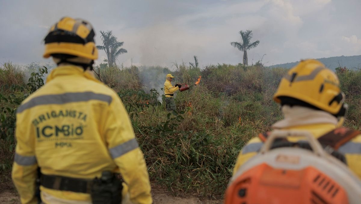 Comment les agents de l’ICMBio protègent la forêt amazonienne ?