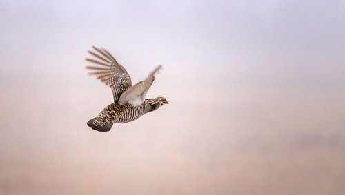 Chute de la biodiversité : la réintroduction des espèces est-elle une solution ?