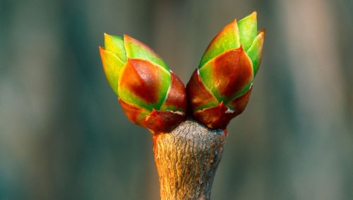 Pourquoi les bourgeons des arbres collent-ils ?