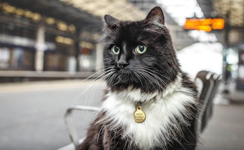 West Yorkshire railway station cat dies from terminal illness