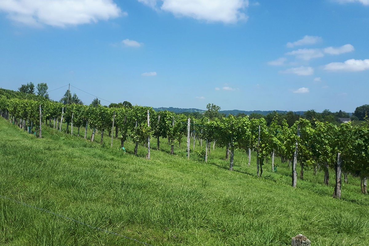 Randonnée au coeur des vignobles de Lasseube : les coteaux de la Bastarde