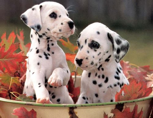 Beautiful Spotted Dog Breeds You'll Love