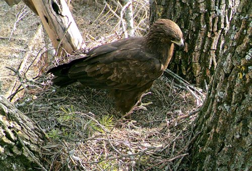 Extinct Chernobyl eagle back from the dead