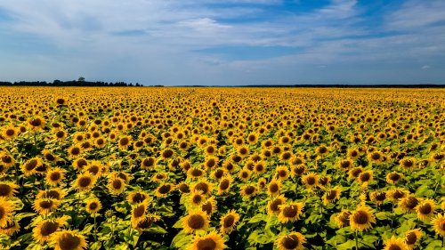 All you need to know about sunflowers
